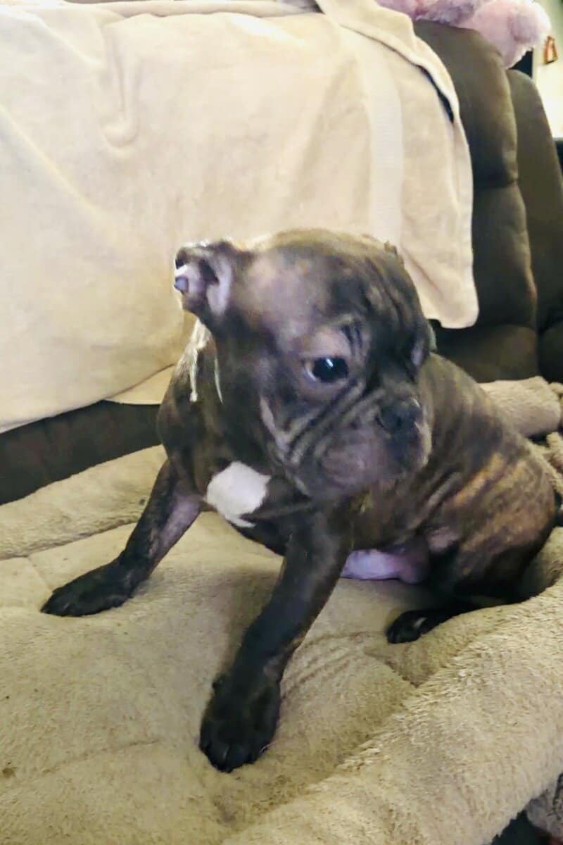French Bulldog for sale “Sirloin” image 4