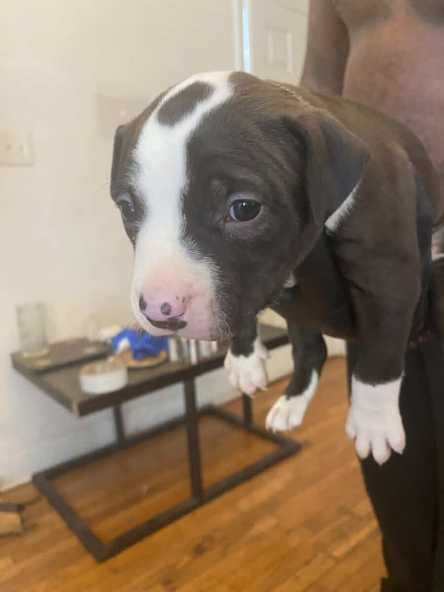 Puppies for sale image 2