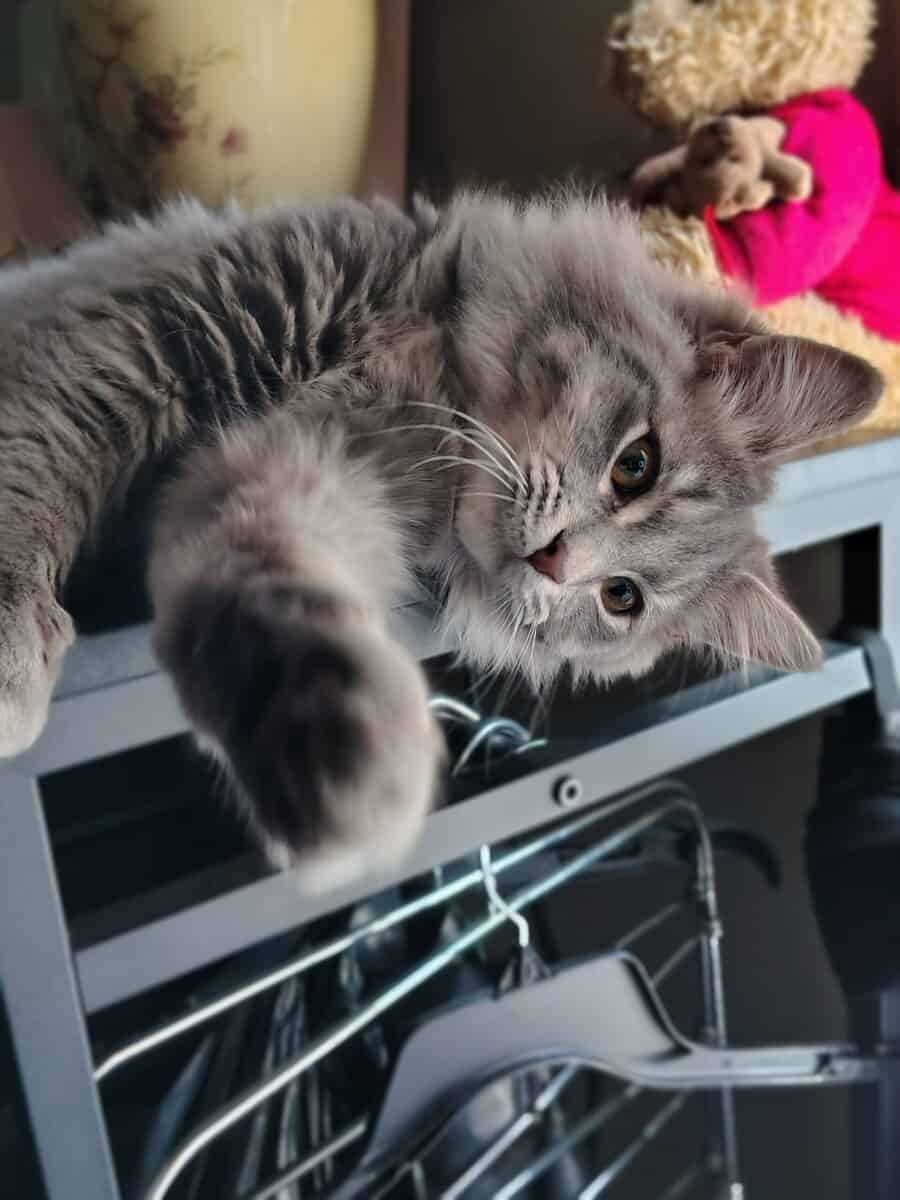 Siberian Kitten need forever home. image 11