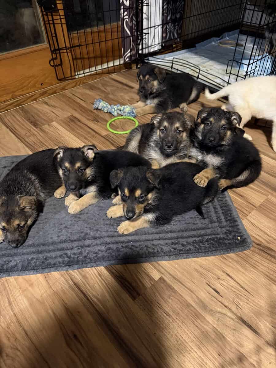 German shepherd puppies ready 12/20/2025 image 5