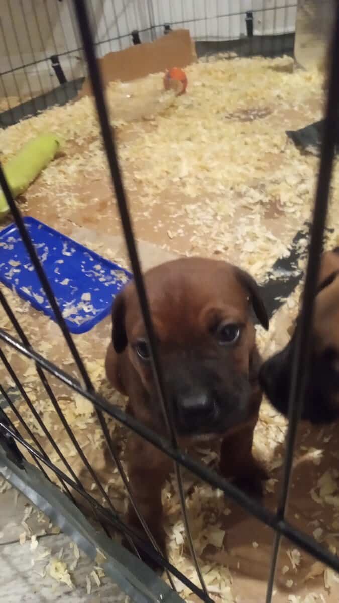 Cane Corso/ pug mix puppies image 2