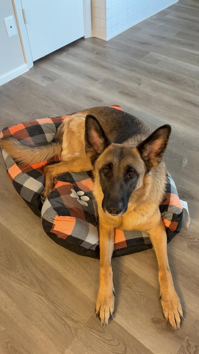 Looking for a temporary foster/permanent home image 1
