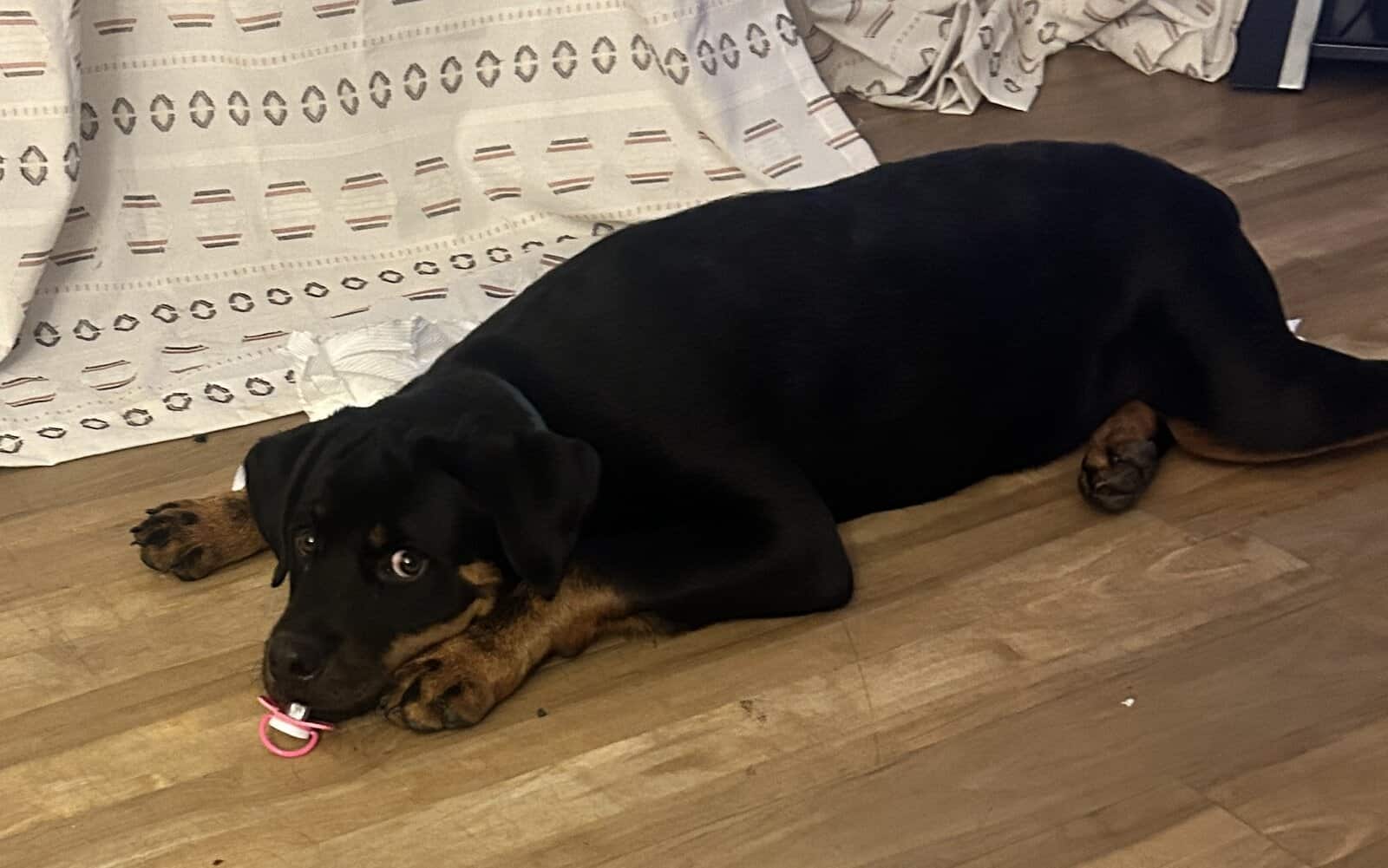 Need to find a loving home for my baby Kovu image 2