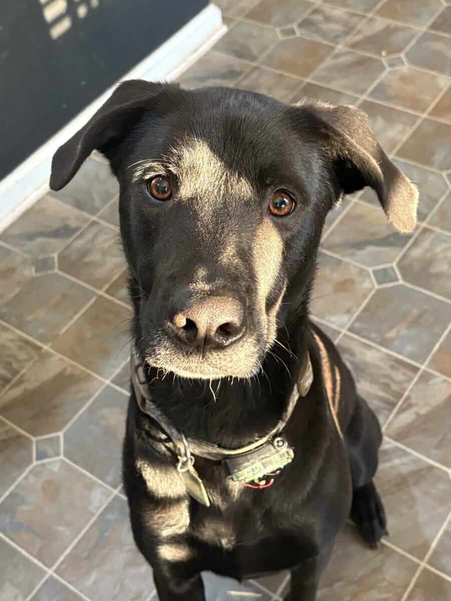 Lab Mix image 1