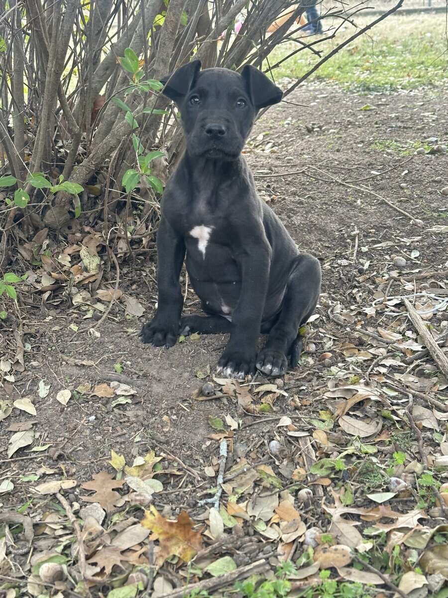 Great Dane Puppies image 8