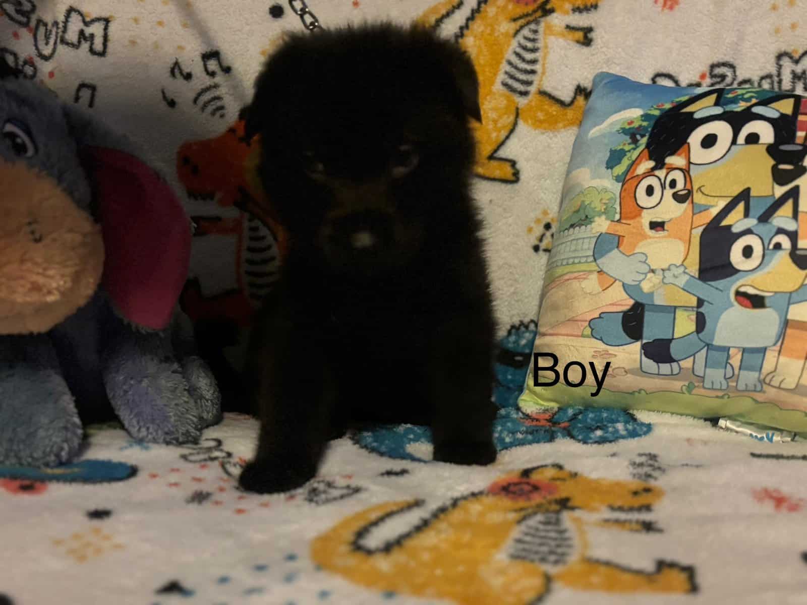 Full bred, German Shepherd puppies image 9