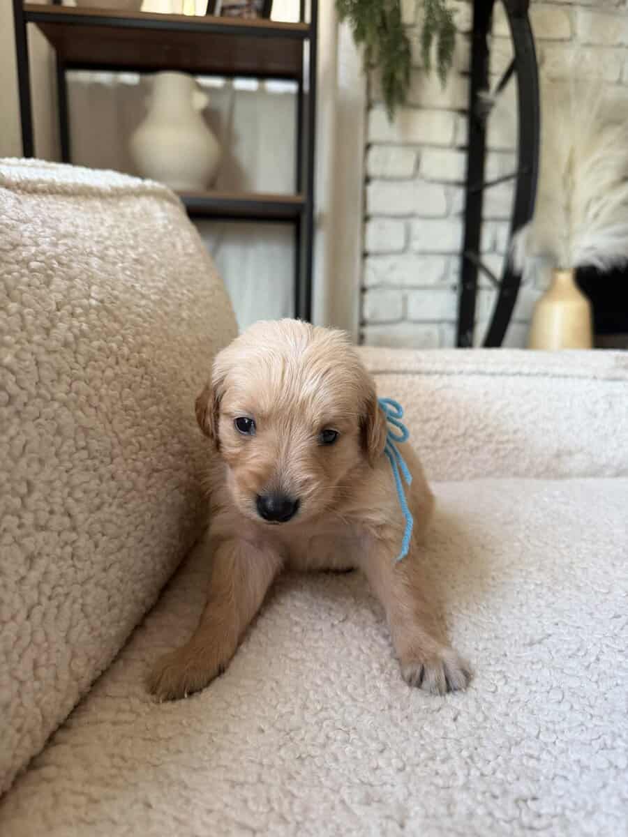 Purebred Golden Retriever Puppies For Sale! image 5