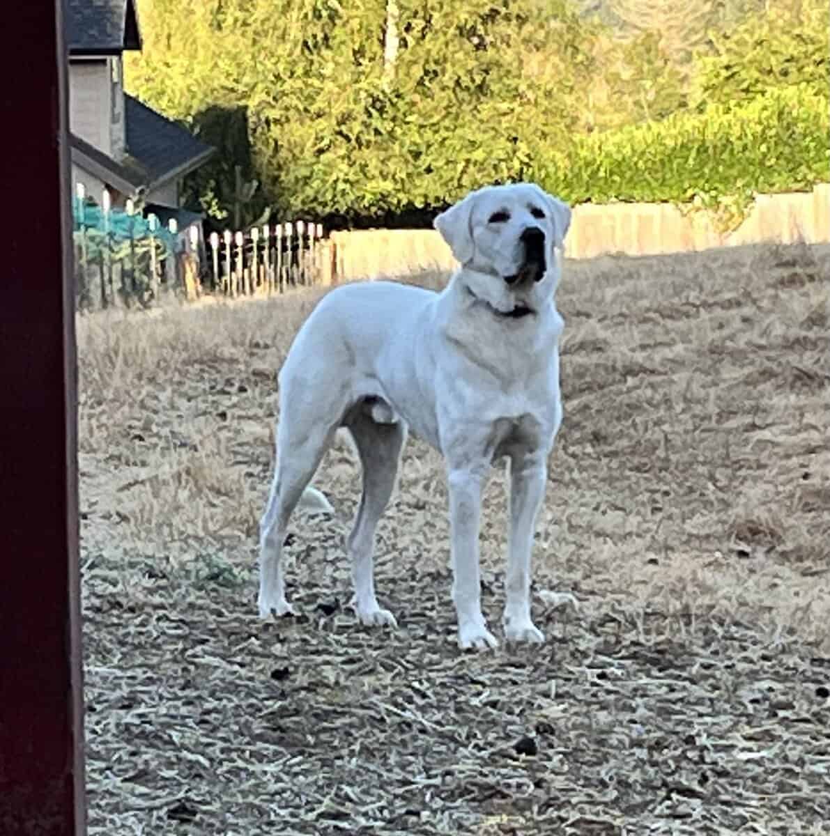 5 year old Akbash/ Great Pyrenees LGD image 4