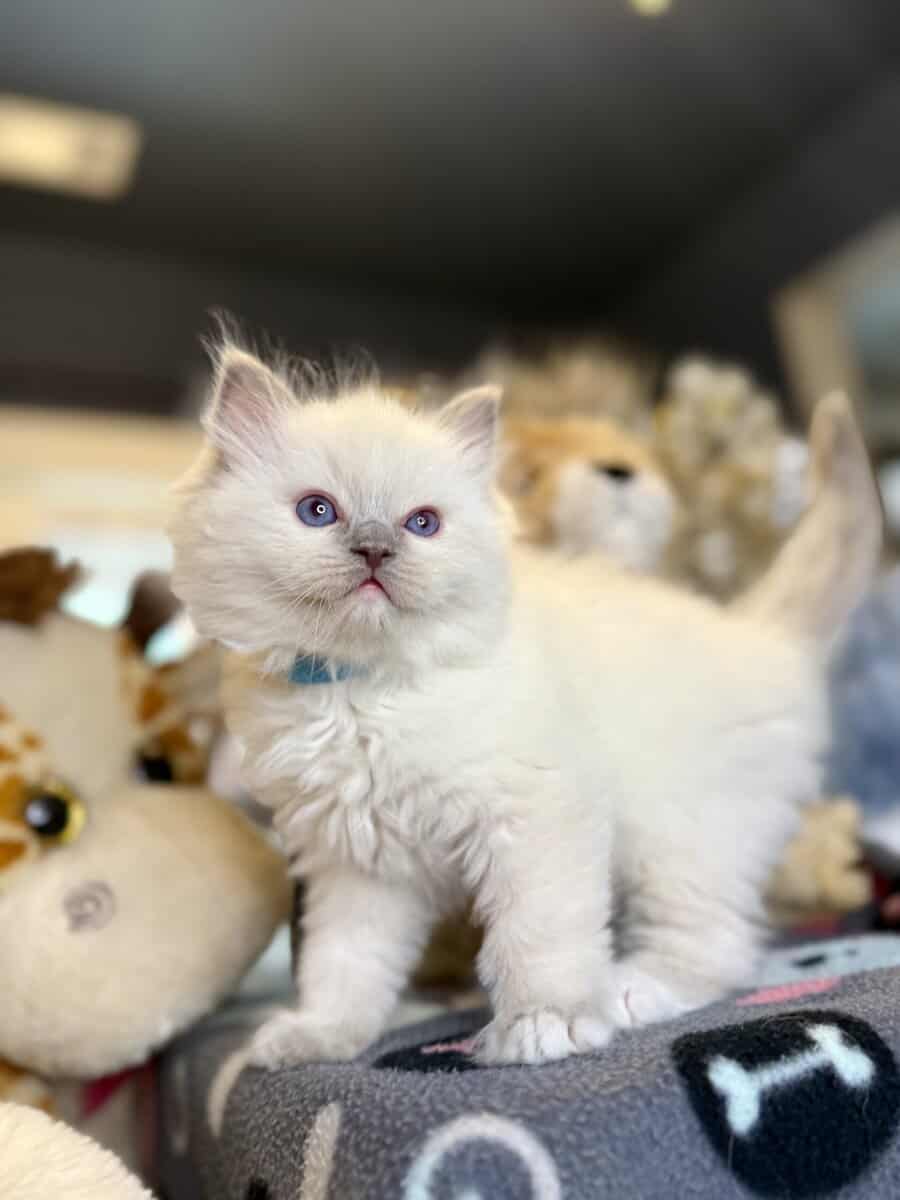 Blue Point Ragdoll Kittens image 4