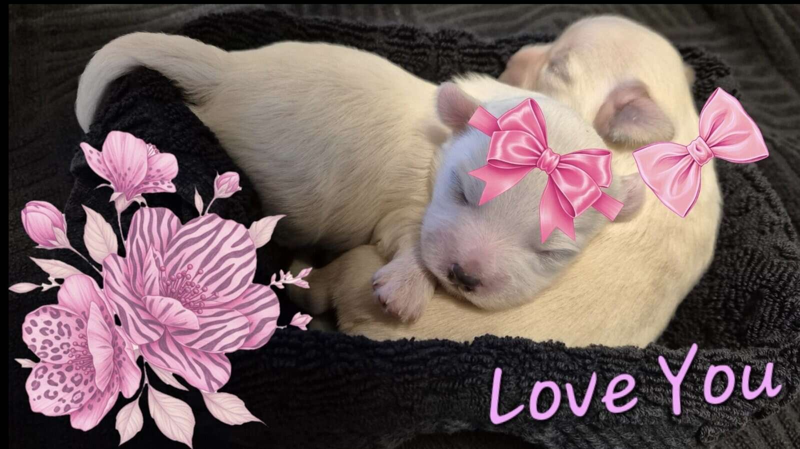 Valentine Morkie-Poo's image 1