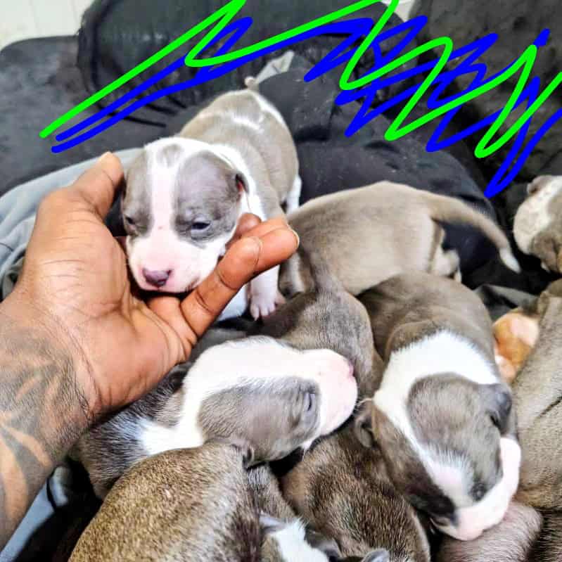 Pitbulls hybrid Staffy puppies image 2