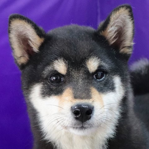 Japanese Imported Shiba Girl image 4