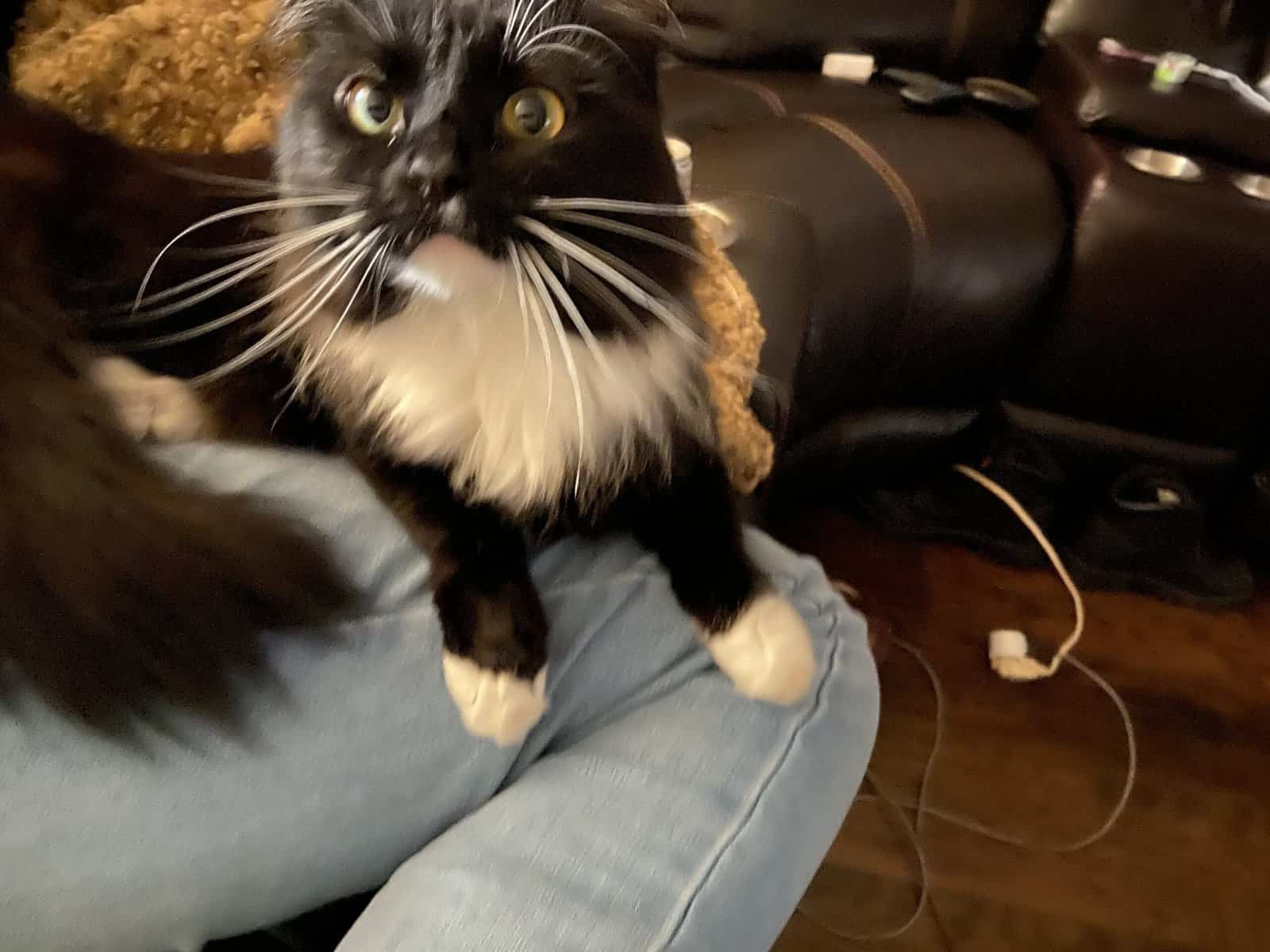 Sweet, Lazy Female Cat Needs a Home image 14