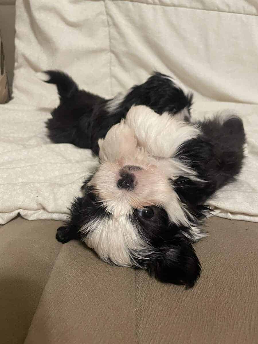 Shih Tzu Puppy - little boy Ducky Lucky image 5