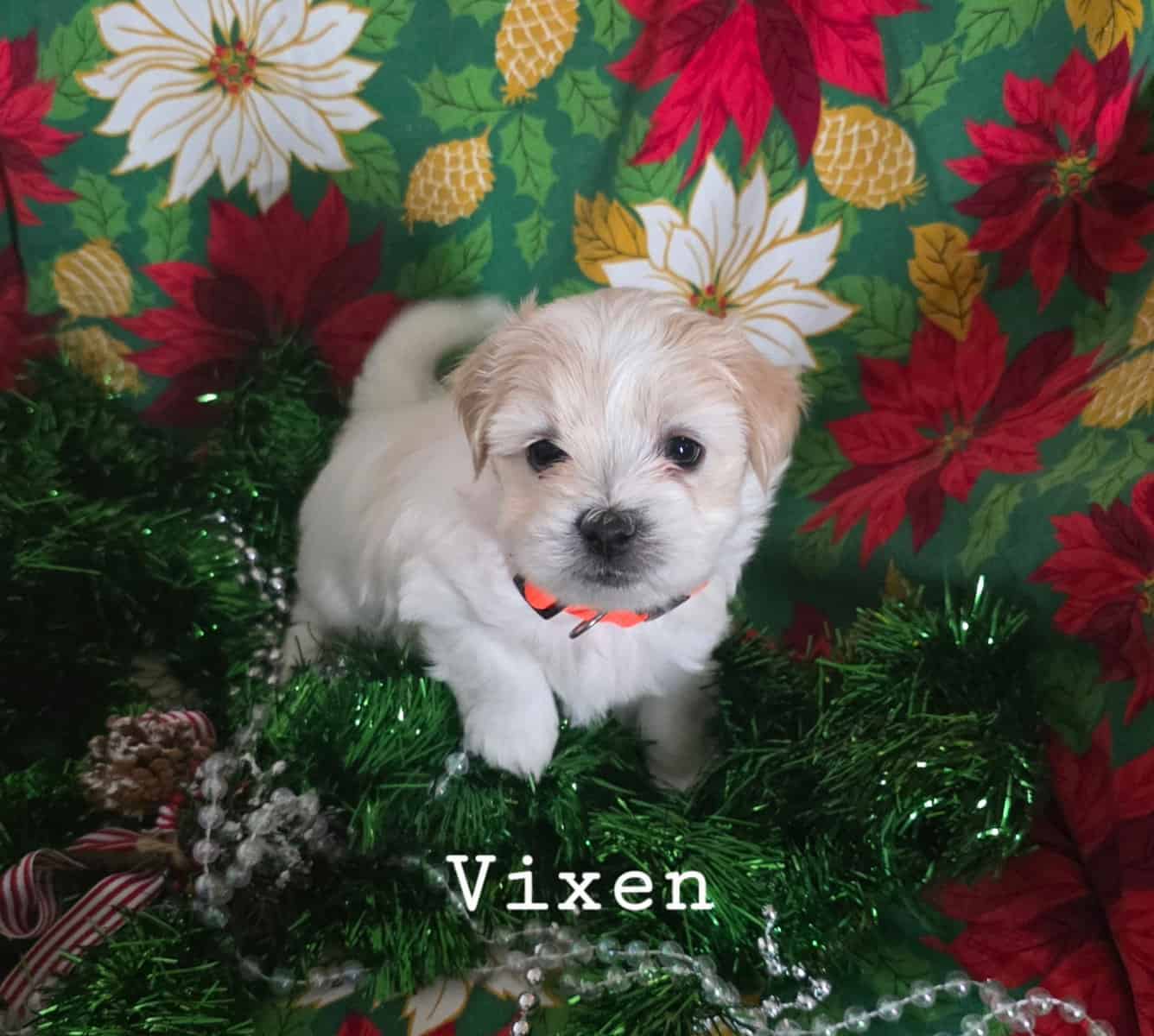 Coton De Tulear puppies image 5