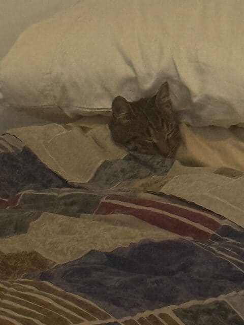 Cocoa, a Healthy and Fully Vaccinated Tabby image 8