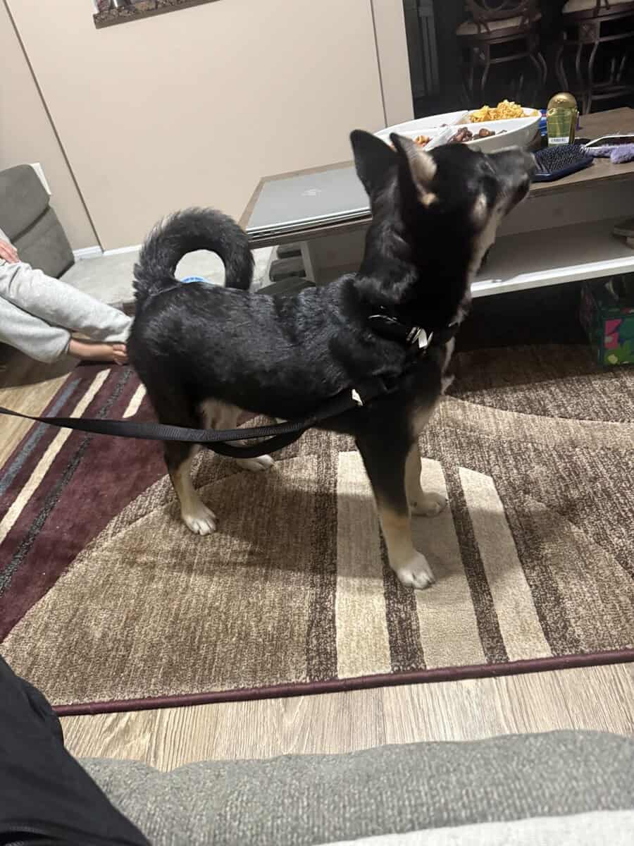 Husky-Mix —- Puppy 5 months image 1