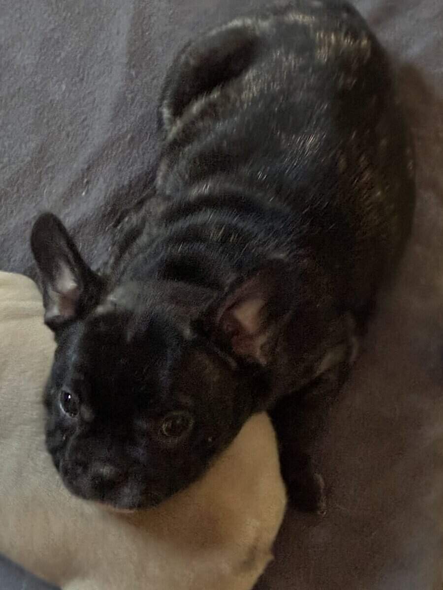 Frenchie girls looking for their home! image 2