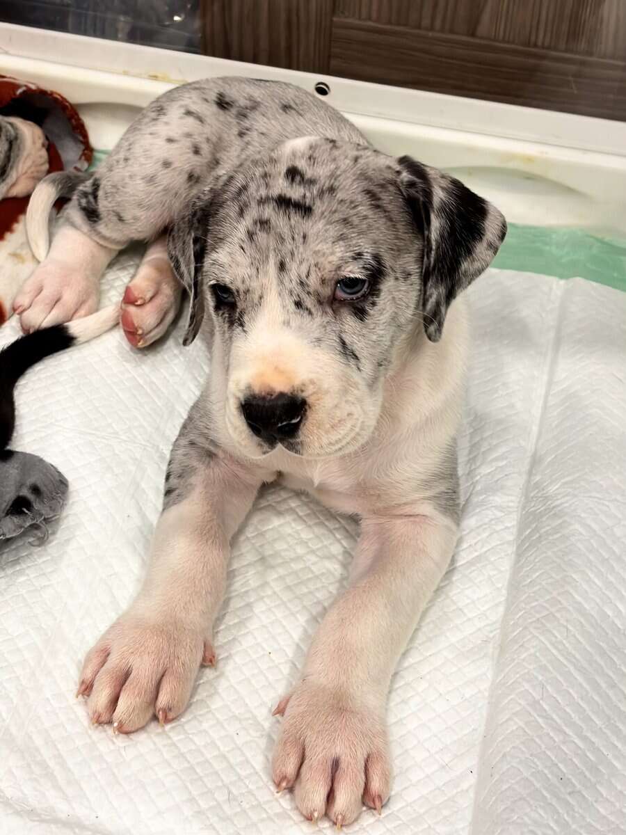 Great Dane puppies image 20