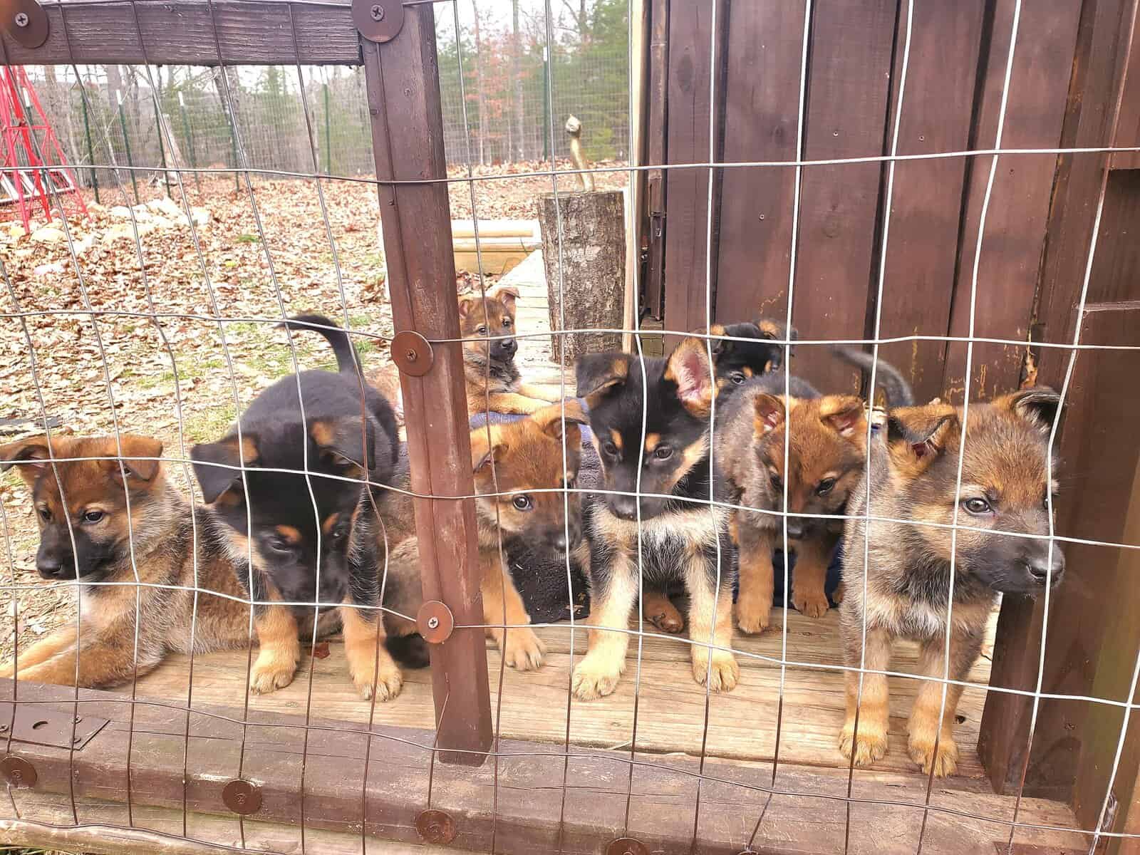 German shepherd puppies image 4