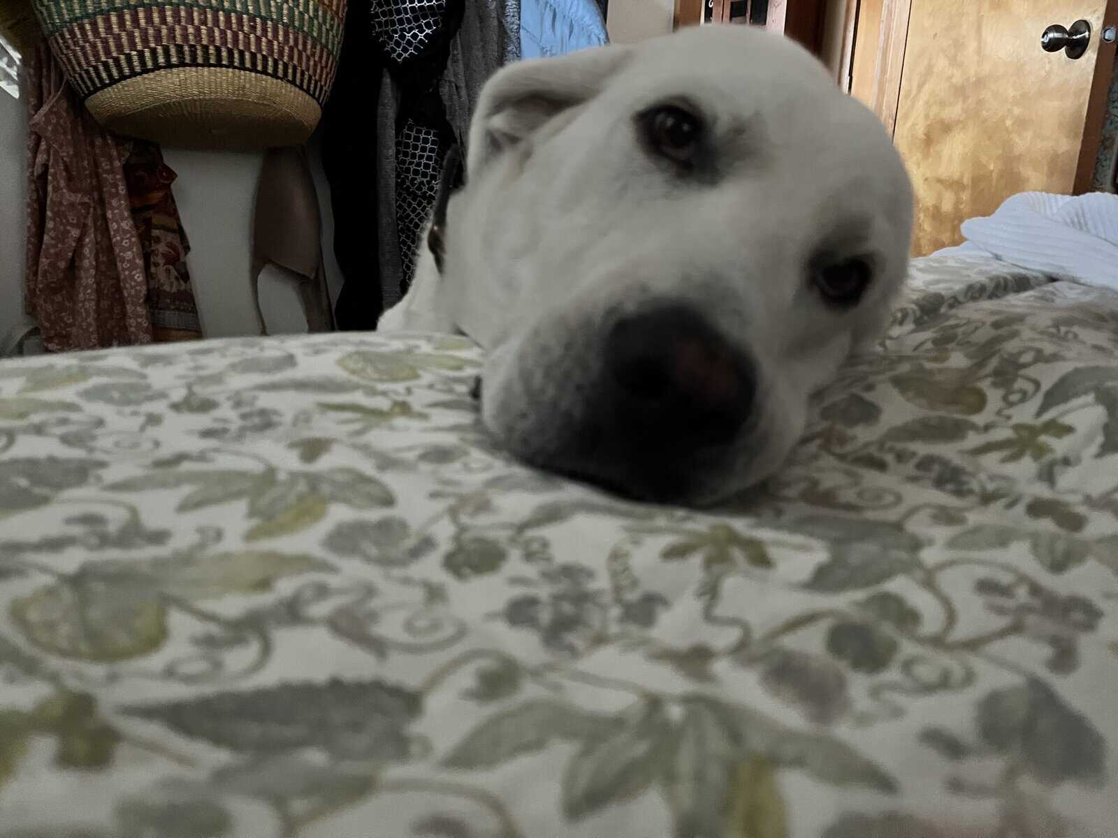 5 year old Akbash/ Great Pyrenees LGD image 6