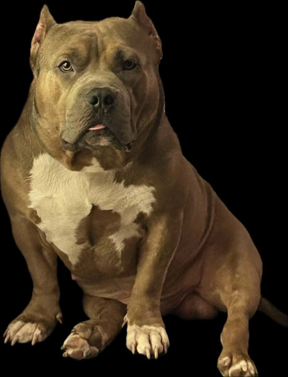 AMERICAN POCKET BULLY PUPS image 2