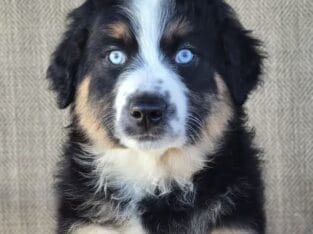 Alex australian shepherd