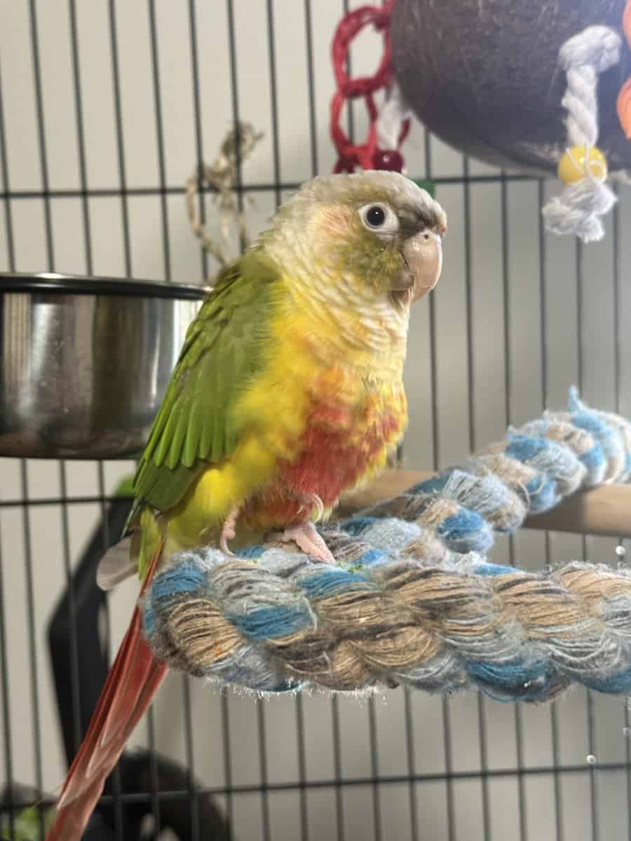 Green cheek conure and pineapple image 8