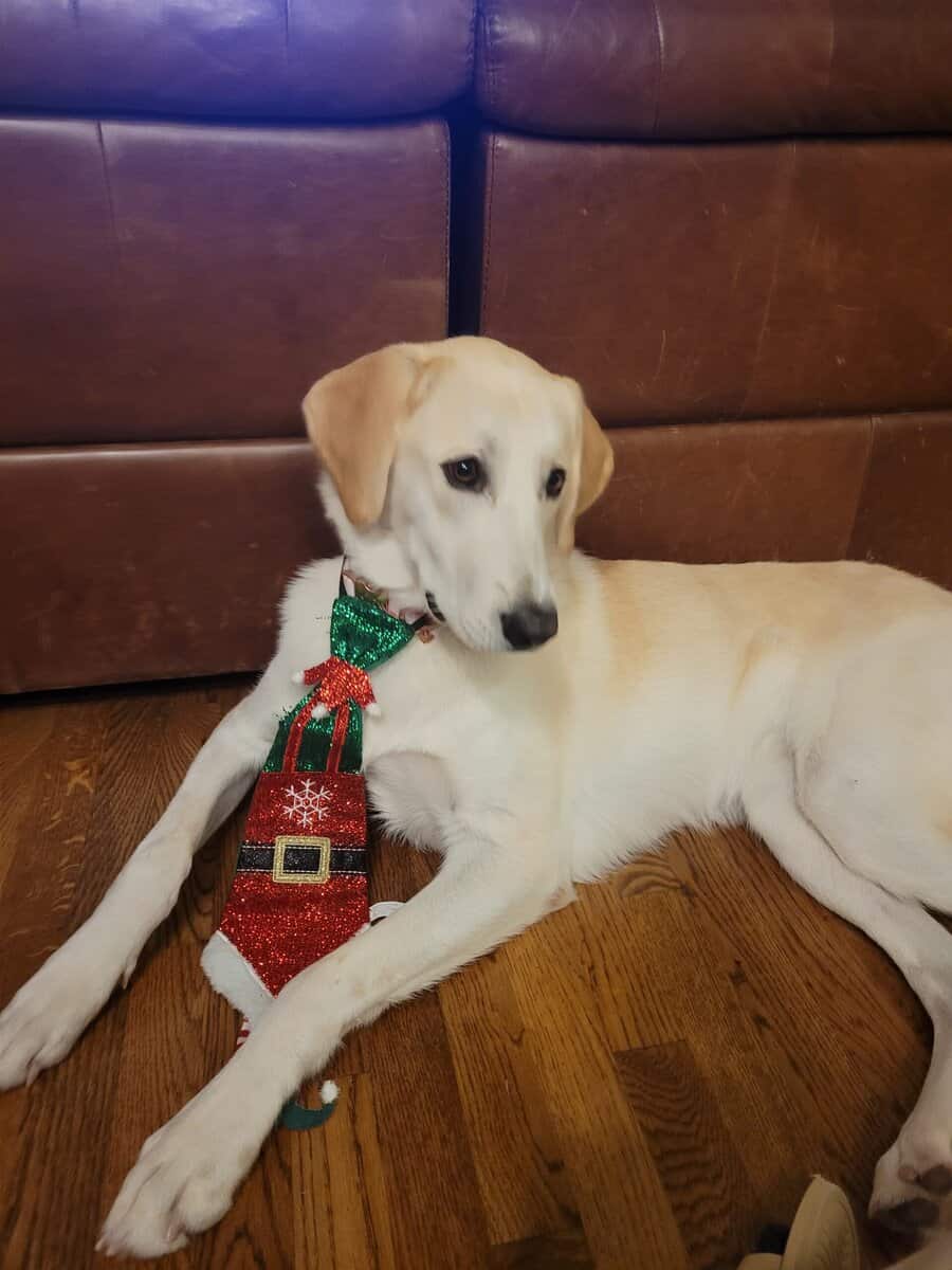 Quality Family Dog image 1