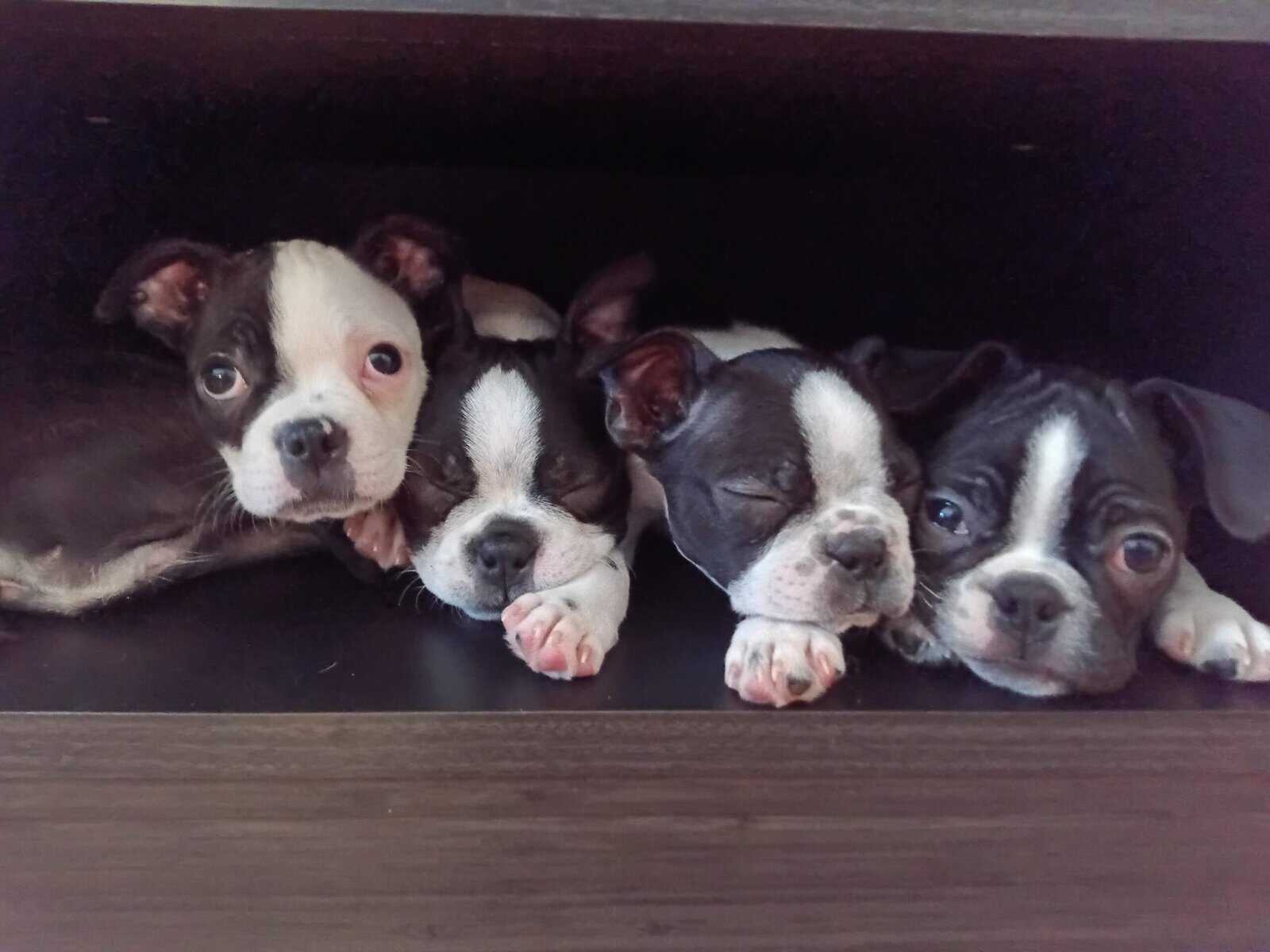 Boston Terrier Pup-Ready for Christmas! 🎄 image 3