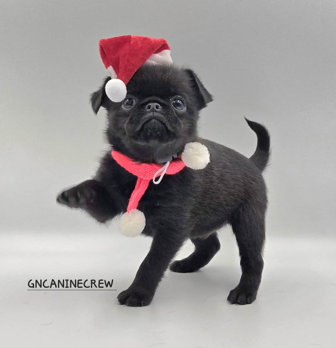 Brussels Griffon image 1