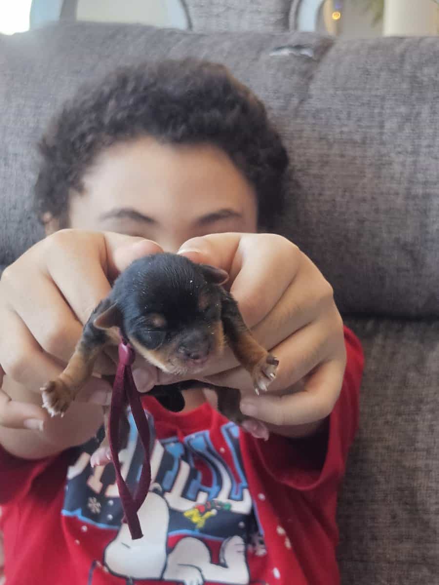 6 girls 1 boy Teacup Yorkies Available image 5