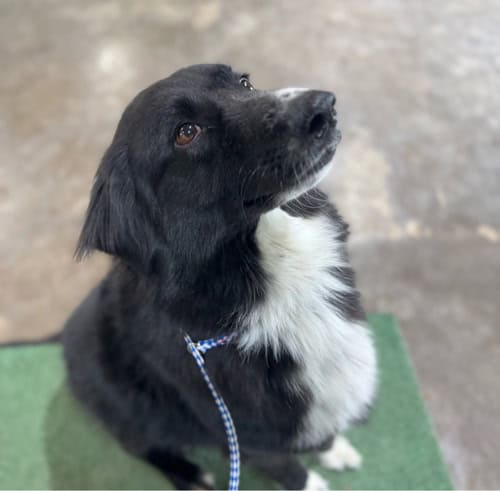 Rehoming a border collie image 1