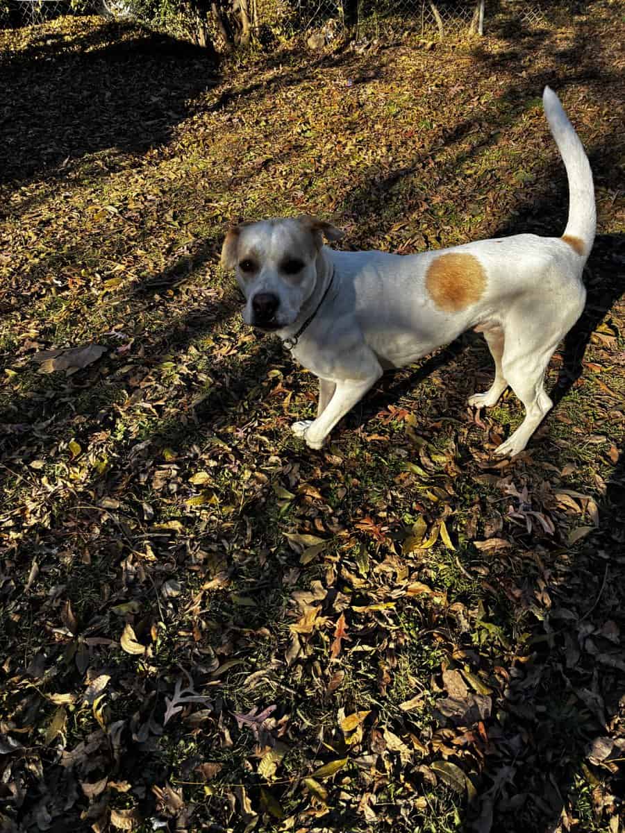 For rehome or foster image 3
