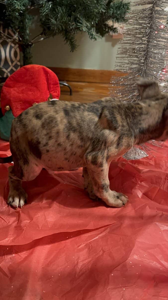 Pitbulls for sell image 5