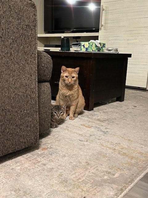 The Dynamic Duo - Healthy, Handsome Stripey Boys image 4