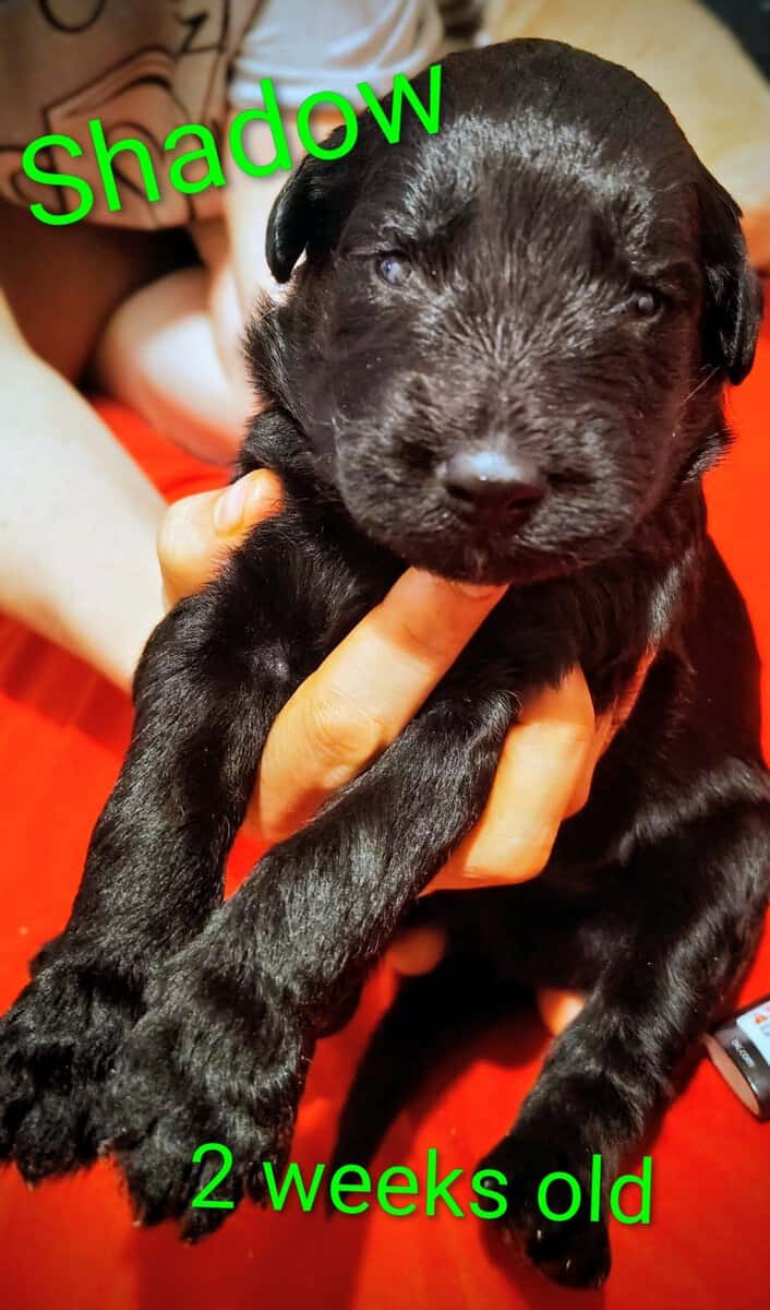Puppies for sale image 10
