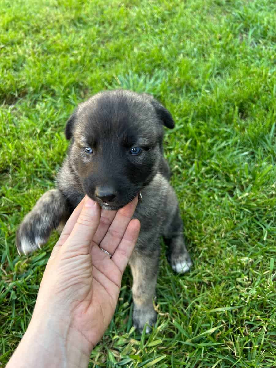 Anatolian and German Shepherd 50-50 mix image 16