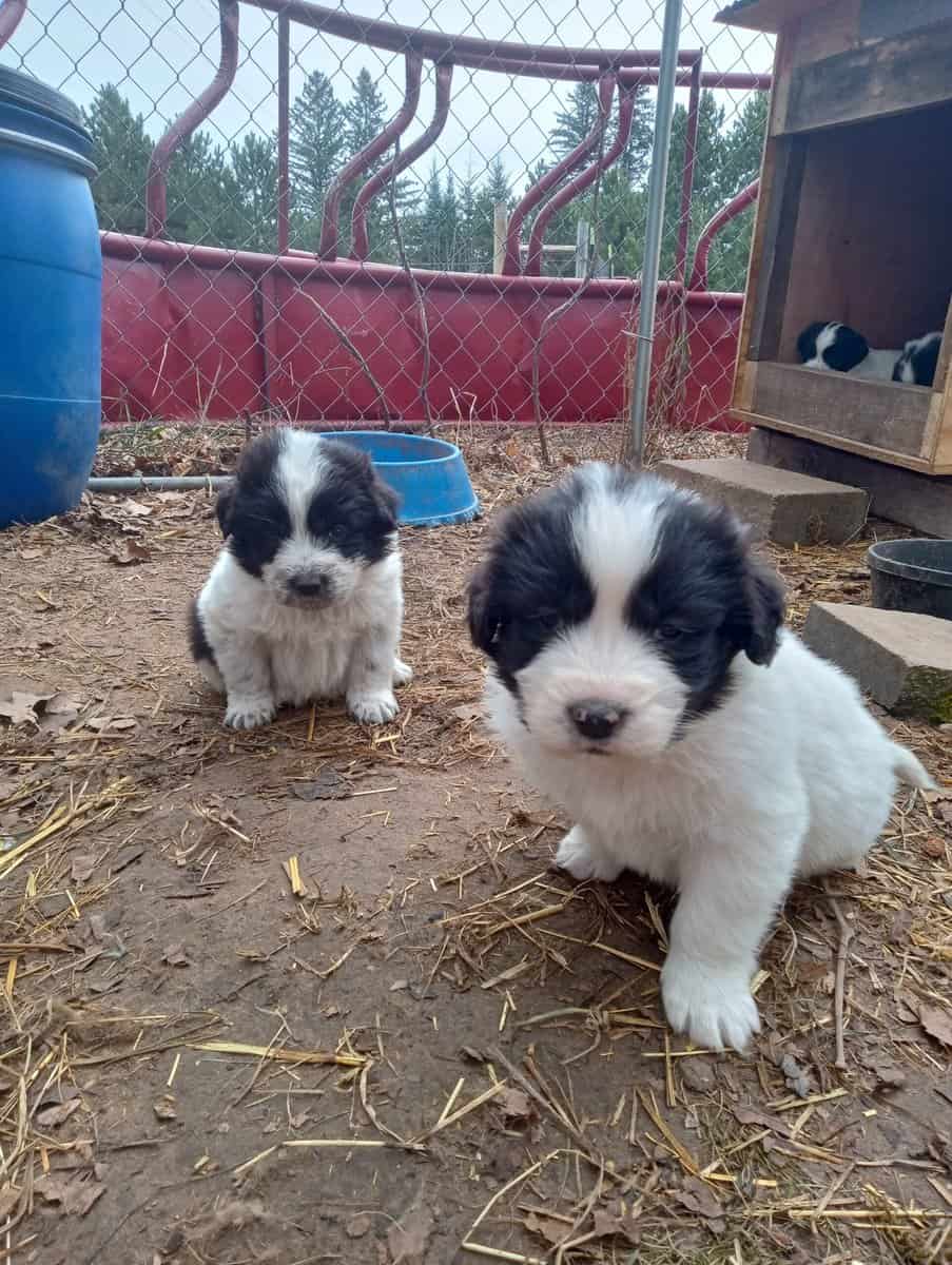 Puppies image 2