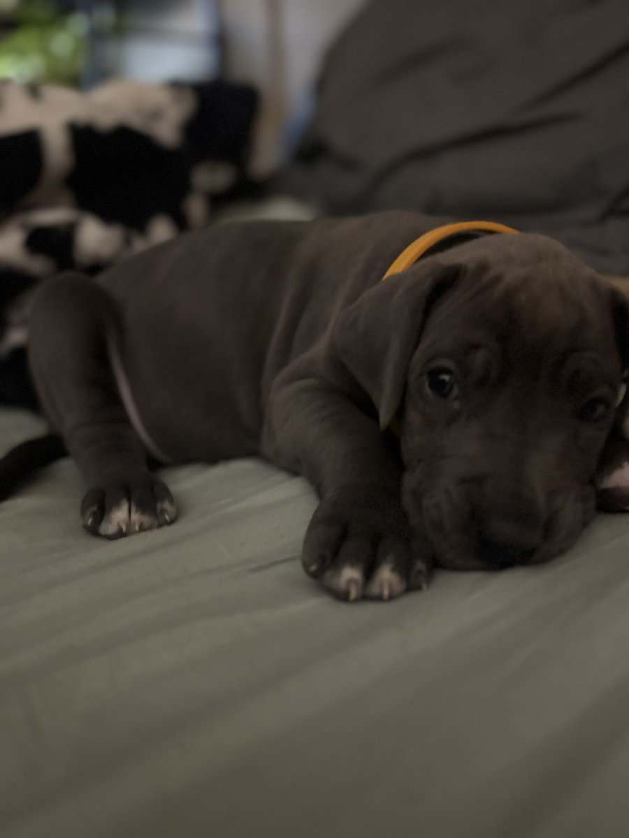 Great Dane puppies for sale image 1