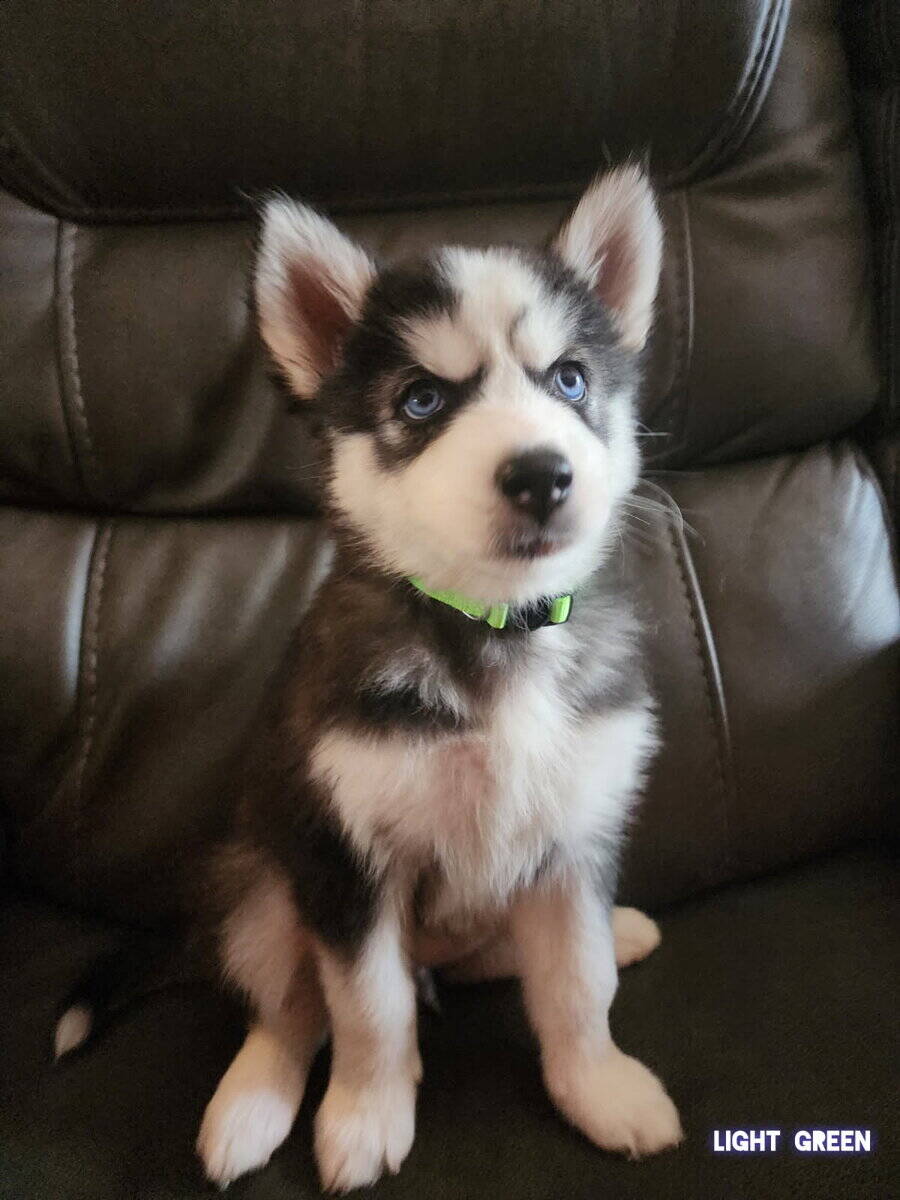 Husky puppies image 7