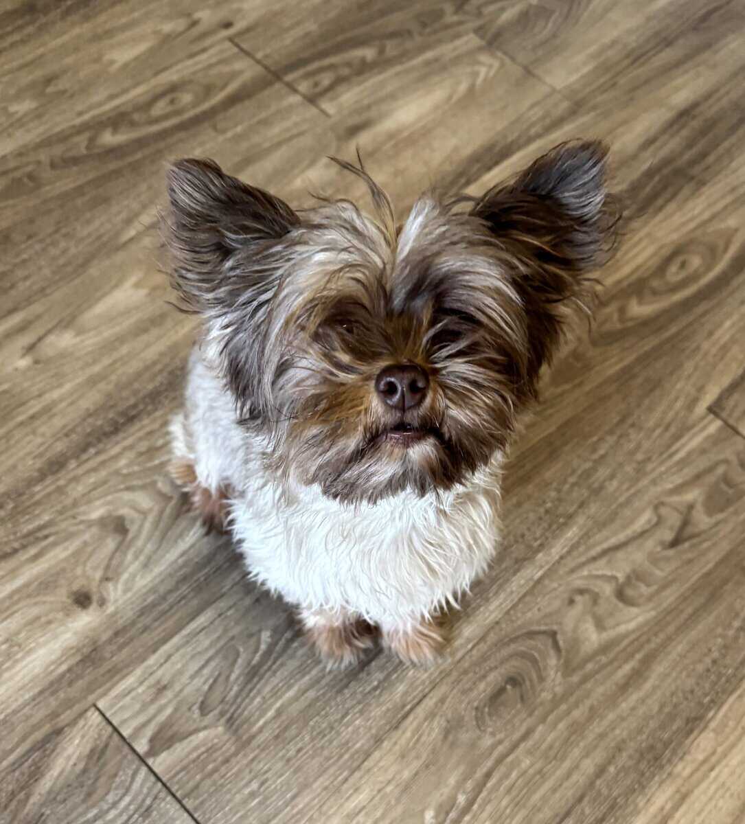 Yorkie image 2