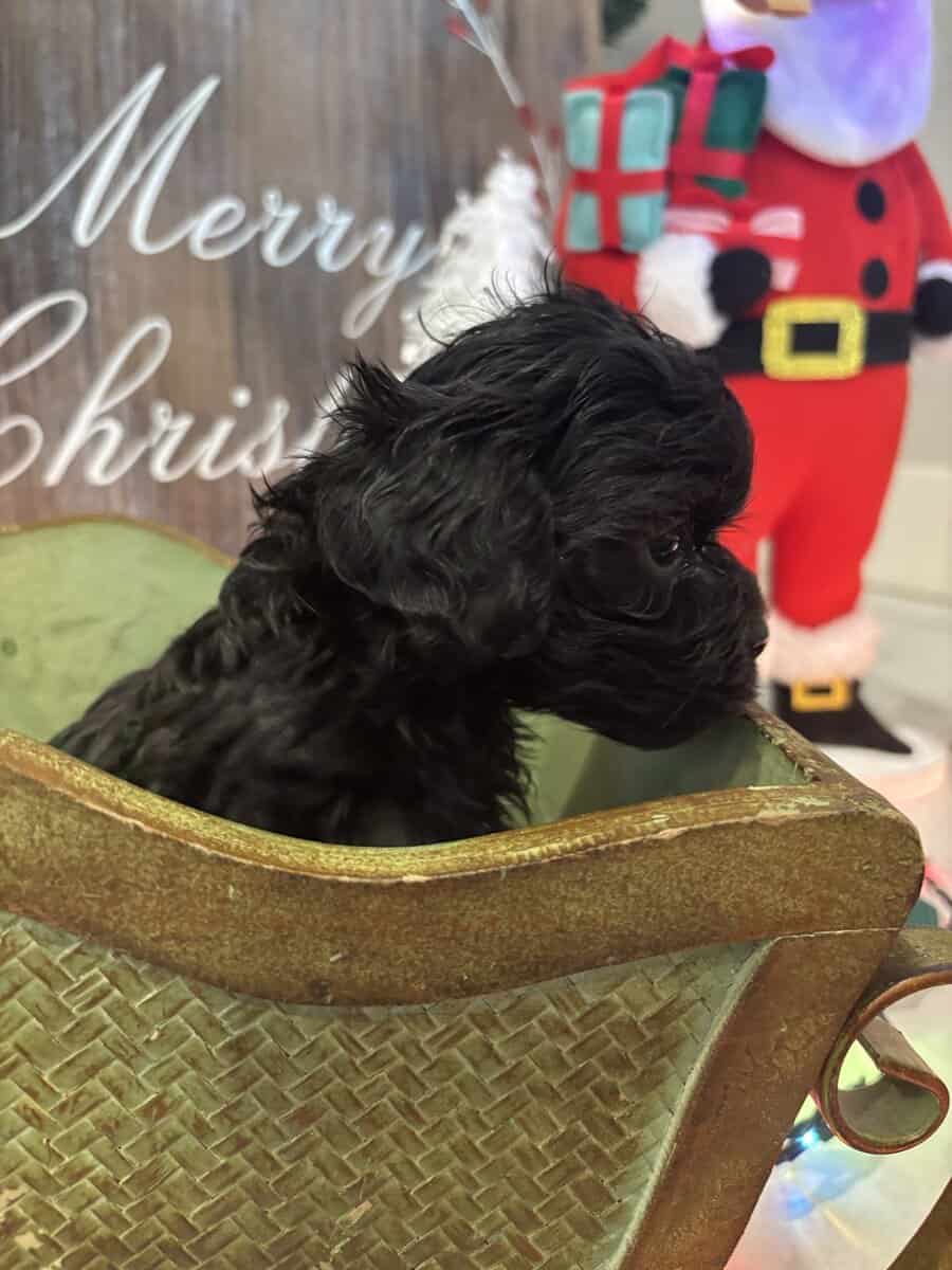 Merry Christmas! image 2