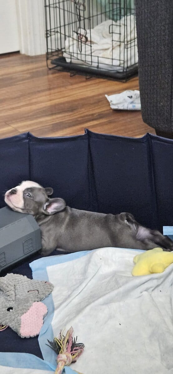 Frenchie puppies looking for forever homes image 5