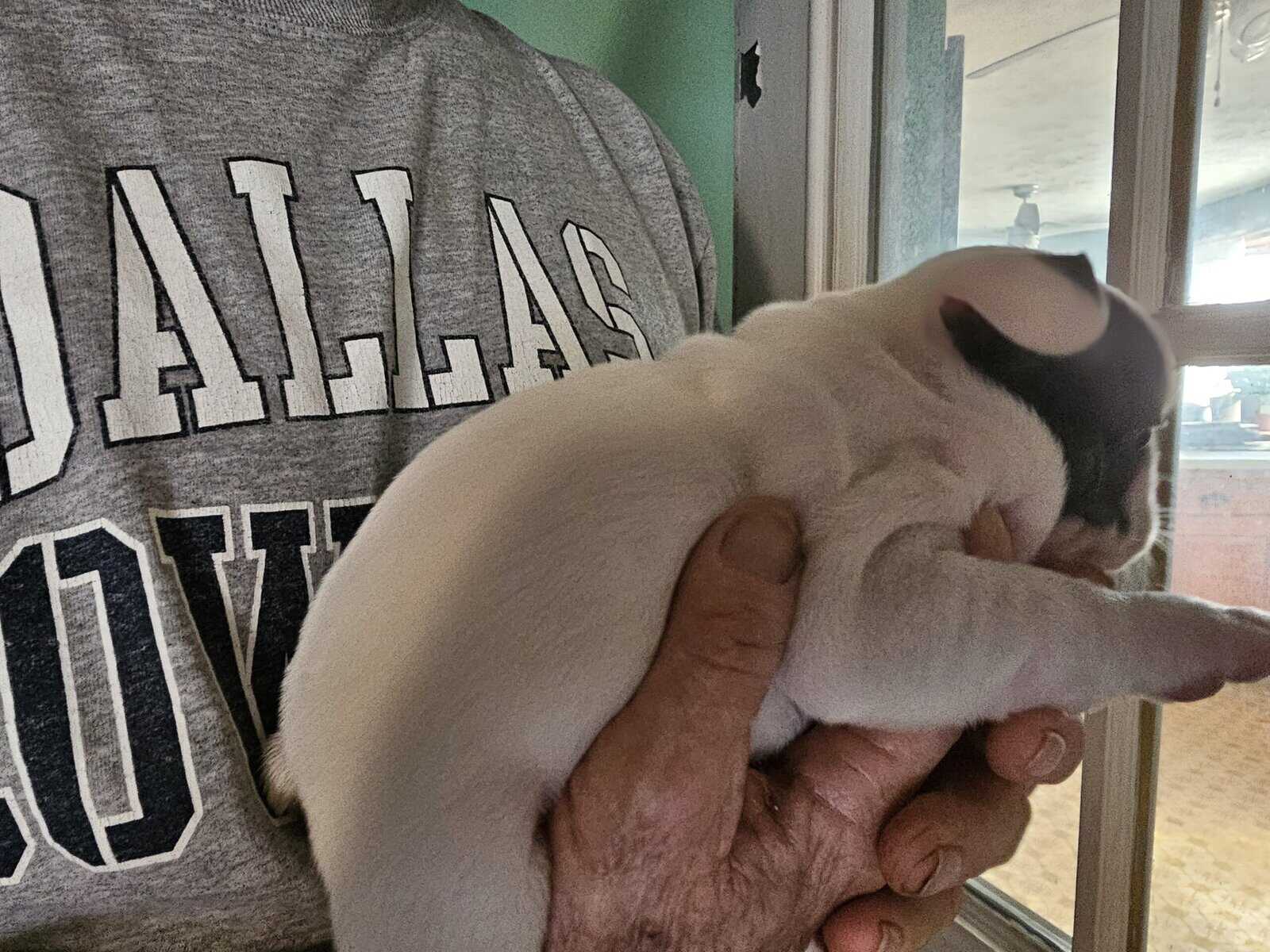 French bulldog puppies image 11