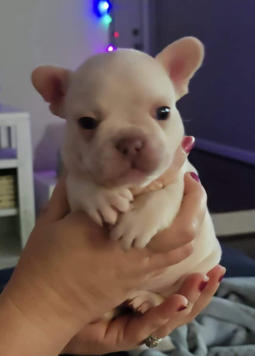 PLATINUM AKC FRENCH BULLDOG - MALE image 1