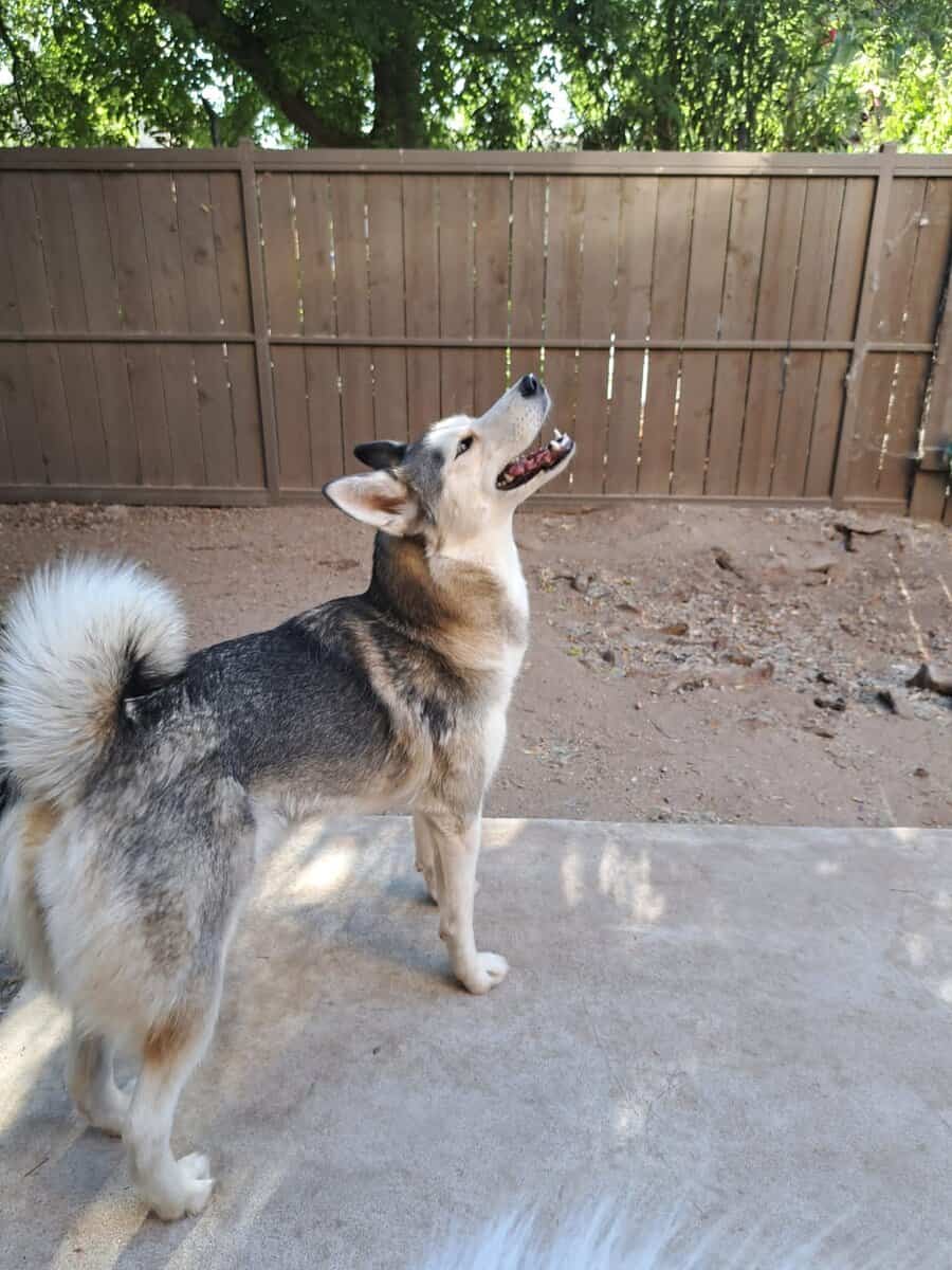 Sophie, Sweet loving playful small Husky age 3 image 3