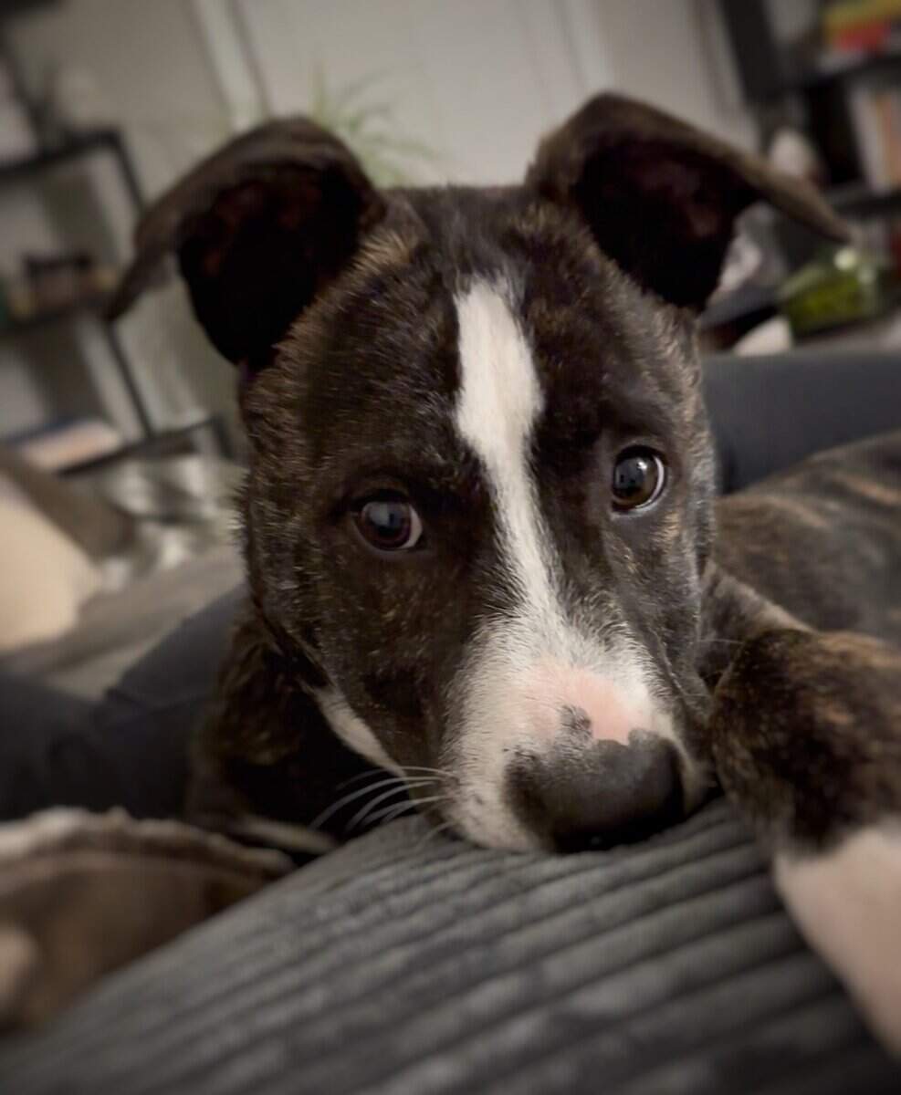 🎙️ Meet Draco — a 6-month-old brindle Pitbull-Box image 10