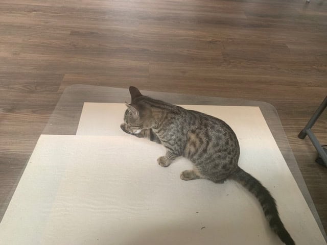 Cocoa, a Healthy and Fully Vaccinated Tabby image 15