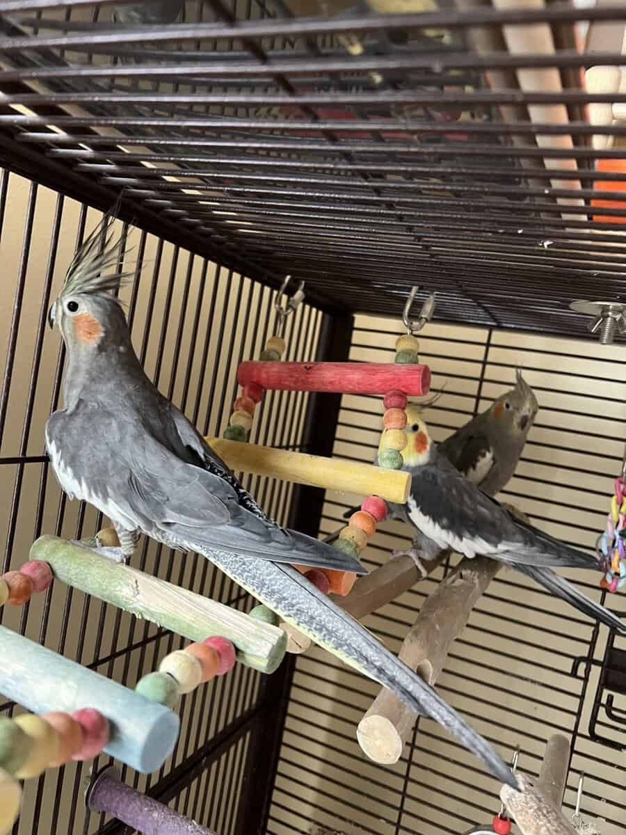 Cockatiels -1 breeding pair and a female with cage image 4